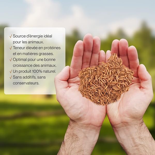Detox Organica vers de Farine Séchés [160g=1000ml, Qualité Premium ] Friandise Oiseaux, Hérissons, Tortues, Reptiles, Poissons, Rongeurs - Animaux Sauvages, Compagnie | 100% Naturel, sans additifs - 3