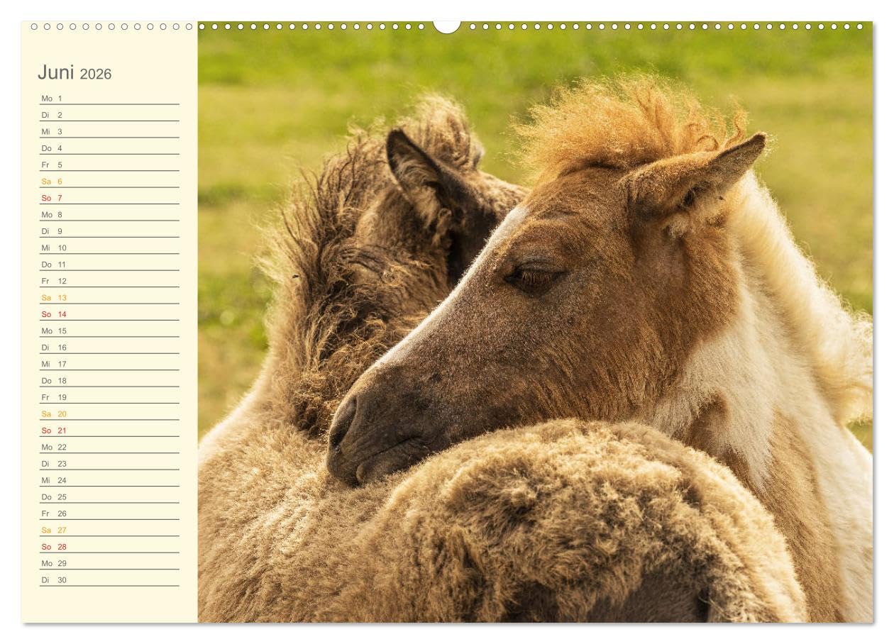 Mit Islandpferden durch das Jahr Geburtstagskalender (Wandkalender 2026 DIN A2 quer), CALVENDO Monatskalender: Islandpferde, Termine, Geburtstage, Events (CALVENDO Tiere)