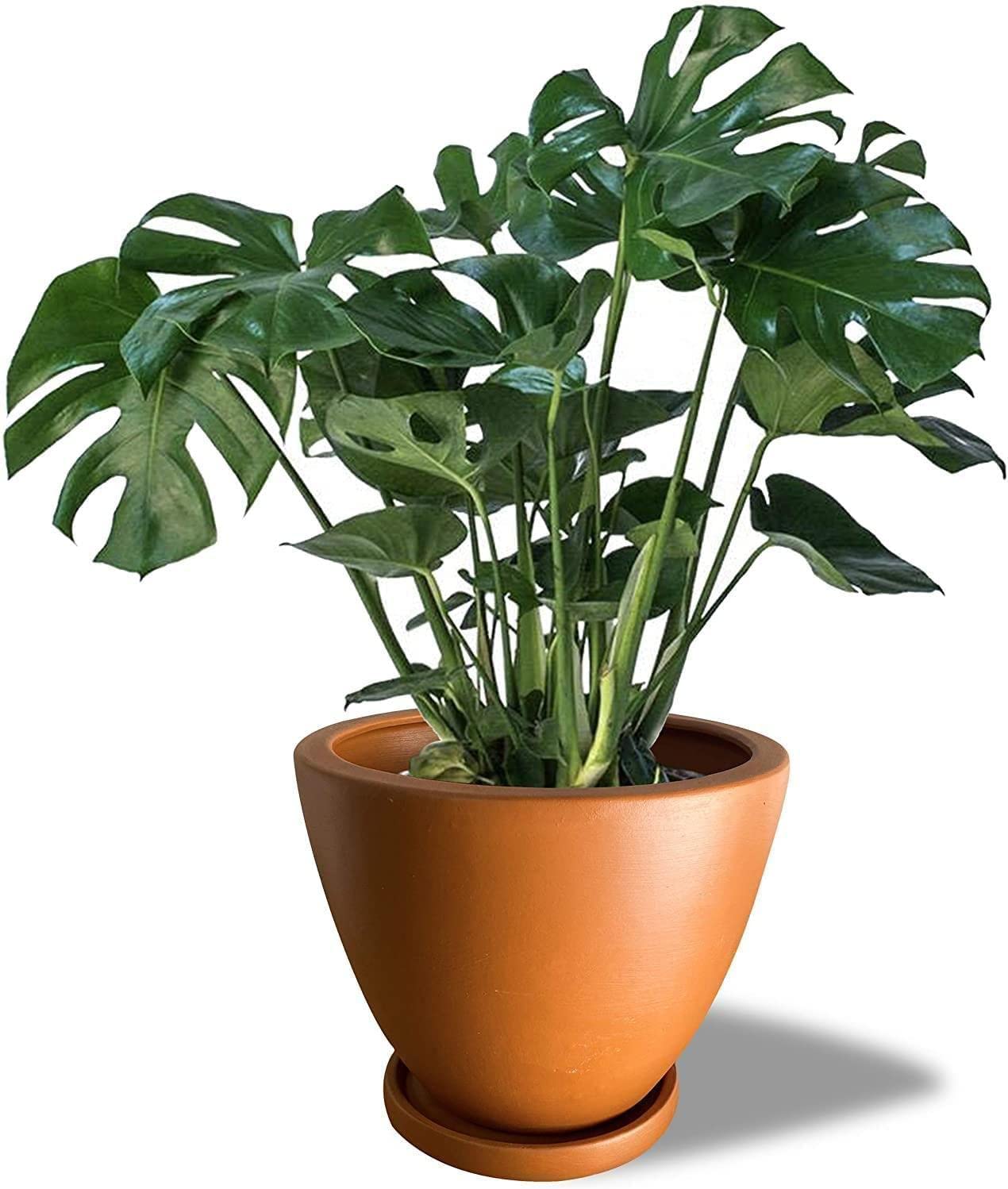 Photo 1 of Bluey Mega Bundle Home, BBQ Playset, and 4 Figures | Amazon Exclusive