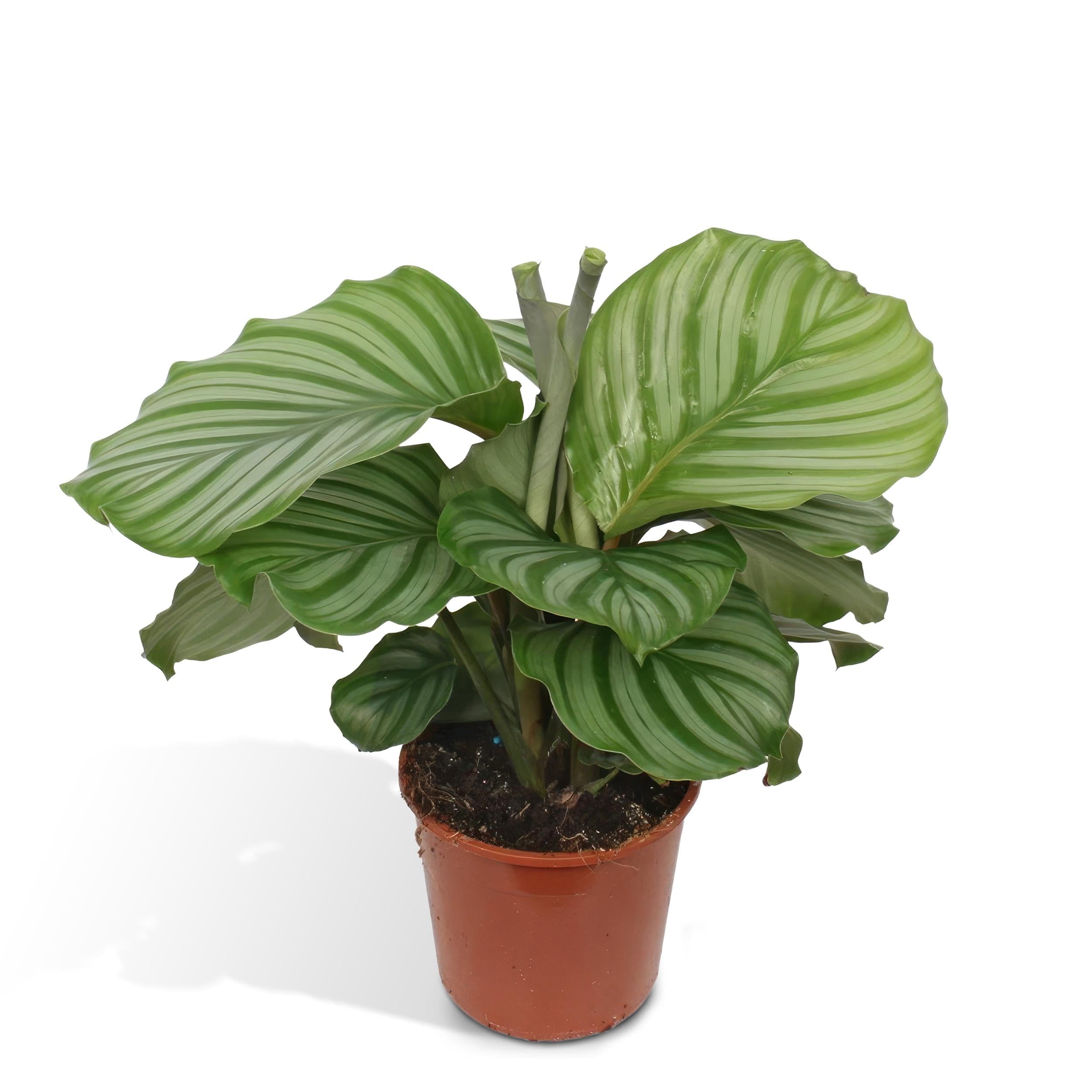 La Green Touch - Calathea Orbifolia - Plante d'intérieur - Pot 17cm, Hauteur 60 cm