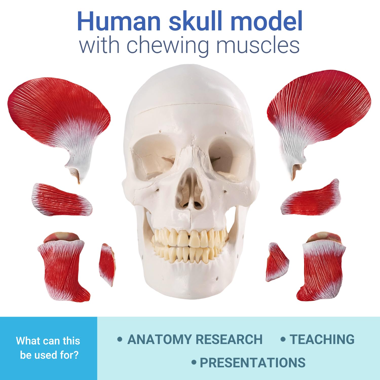 Menschliches Anatomie-Schädelmodell, Mit Kaumuskulatur, 1:1 Lebensgröße | EVOTECH SCIENTIFIC Schädel-Anatomiemodell, Geeignet Für Anatomiestudium, Bildung Und Lehrzwecke