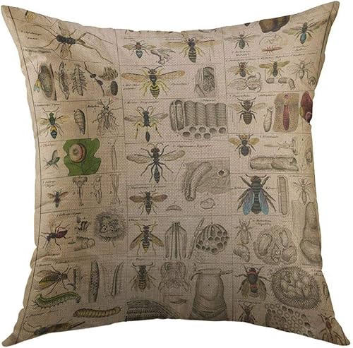 Mugod Funda de almohada decorativa para sofá, biología, insectos vintage, entomología, taxonomía, naturaleza, decoración del hogar, funda de