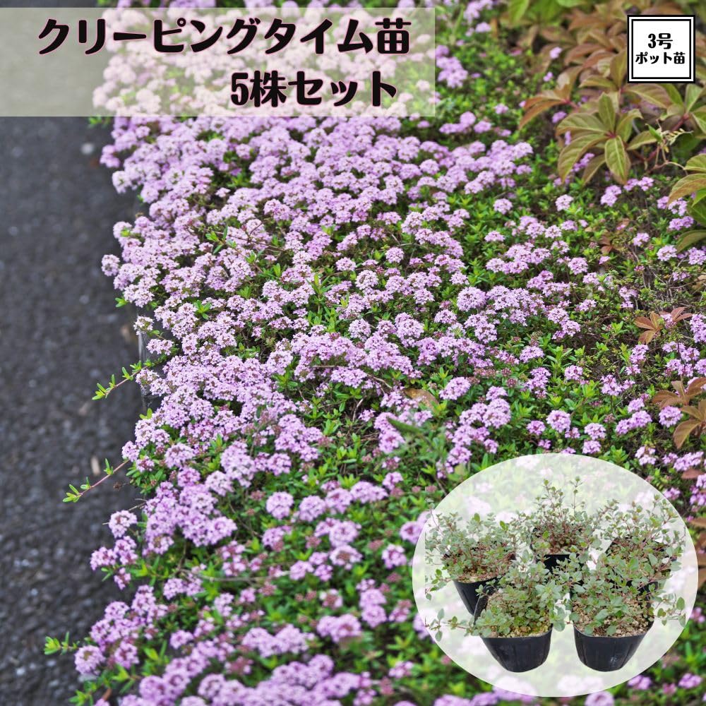 グランドカバー、クリーピングタイム(全て根付き苗) Amazon.co.jp: 《 クリーピングタイム 苗 》 グランドカバー タイム