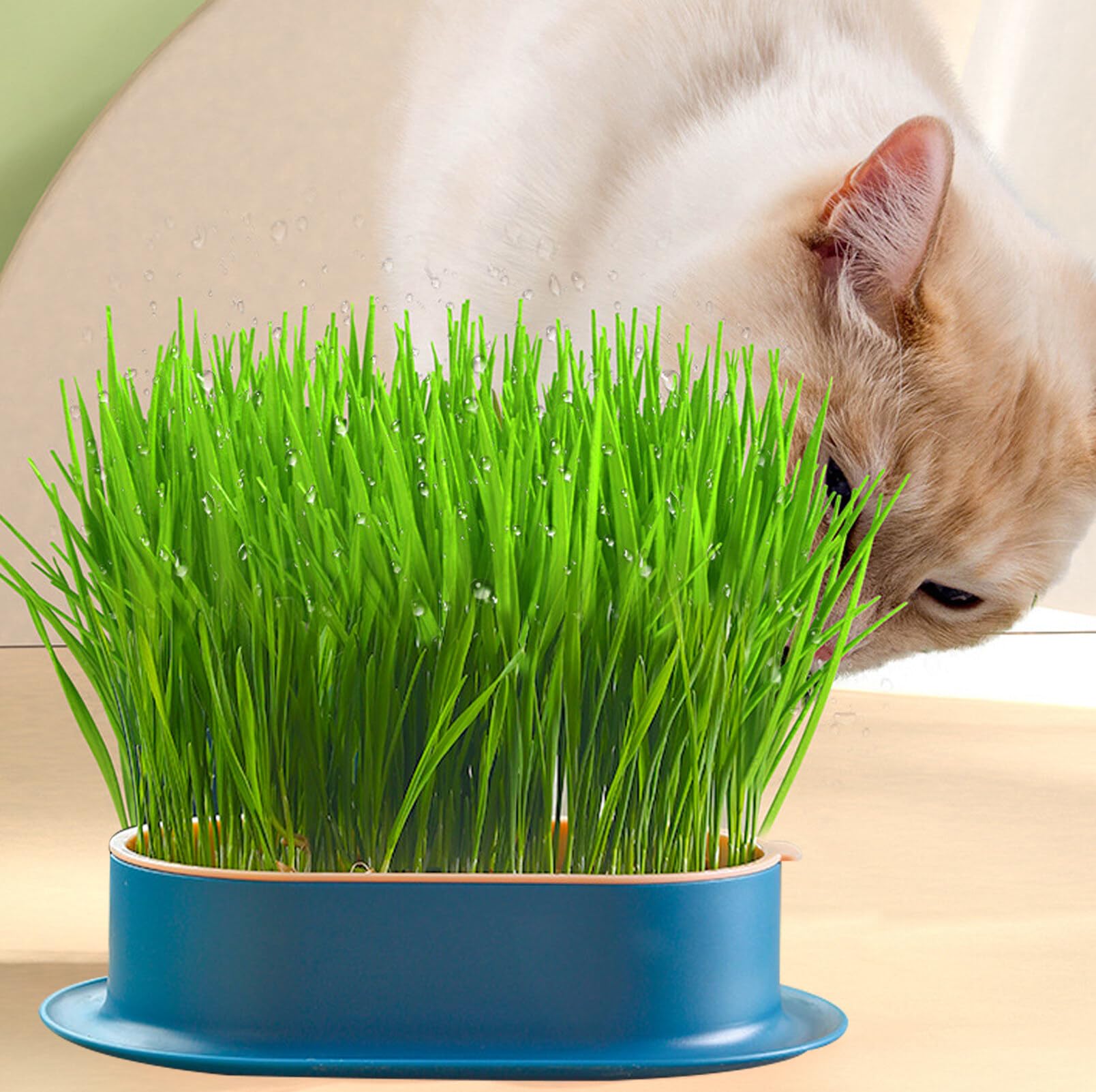 2 cuencos para plantas de hierba de gato, bandeja para hierba de gato, bandeja para gérmenes, bandeja de germinación, semillas, germinación, bandeja de germinación, bandeja de semillas para
