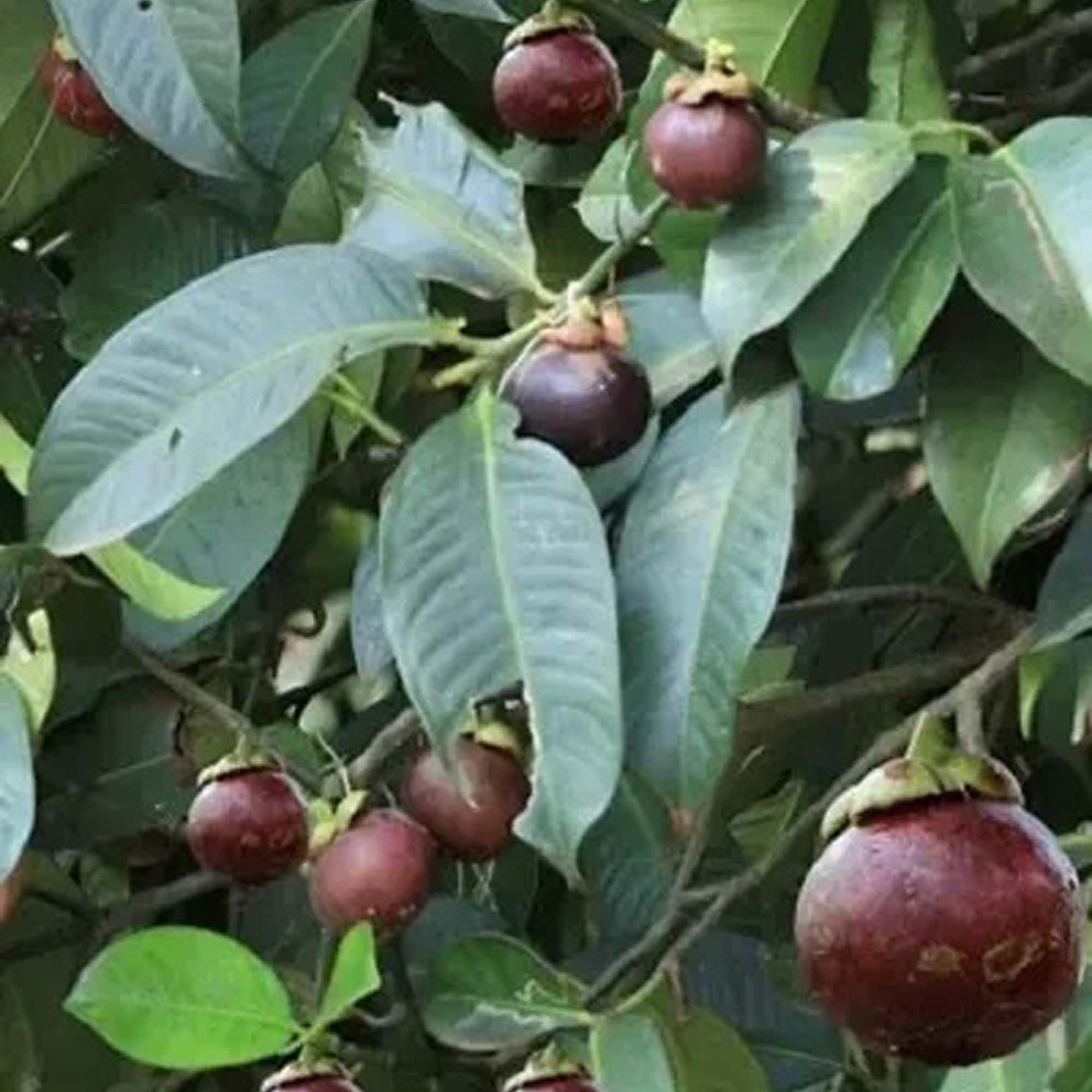 See full amazon price history chart for IXORA Mangosteen Variety Fruit Live Plants & Tree(1-3 Feet Size) IXORA Mangosteen Variety Fruit Live Plants & Tree(1-3 Feet Size) (B0D4YXZX31) Amazon Price History, Amazon Price Tracker