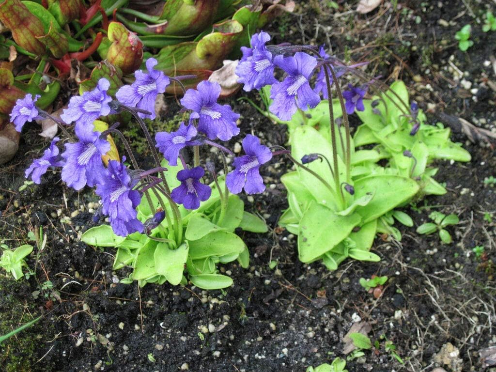 HONIC FRESH Pinguicula grandiflora (10+ seeds) Carnivorous Butterwort