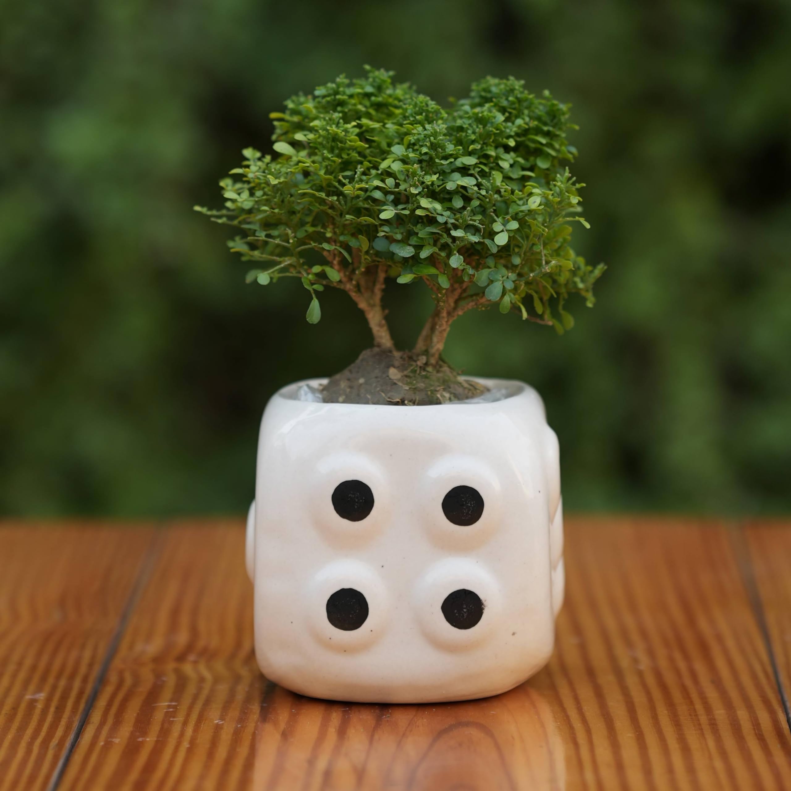See full amazon price history chart for Plantlane Dice-Themed Ceramic Planter/Pot for Plants/Decorative Planter Plantlane Dice-Themed Ceramic Planter/Pot for Plants/Decorative Planter (B0CZP4RNN2) Amazon Price History, Amazon Price Tracker