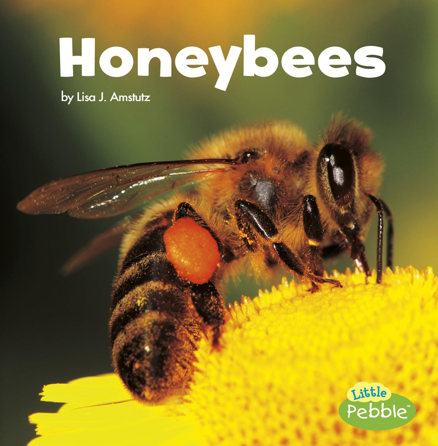 Honeybees (Little Critters) (Little Pebble: Little Critters)