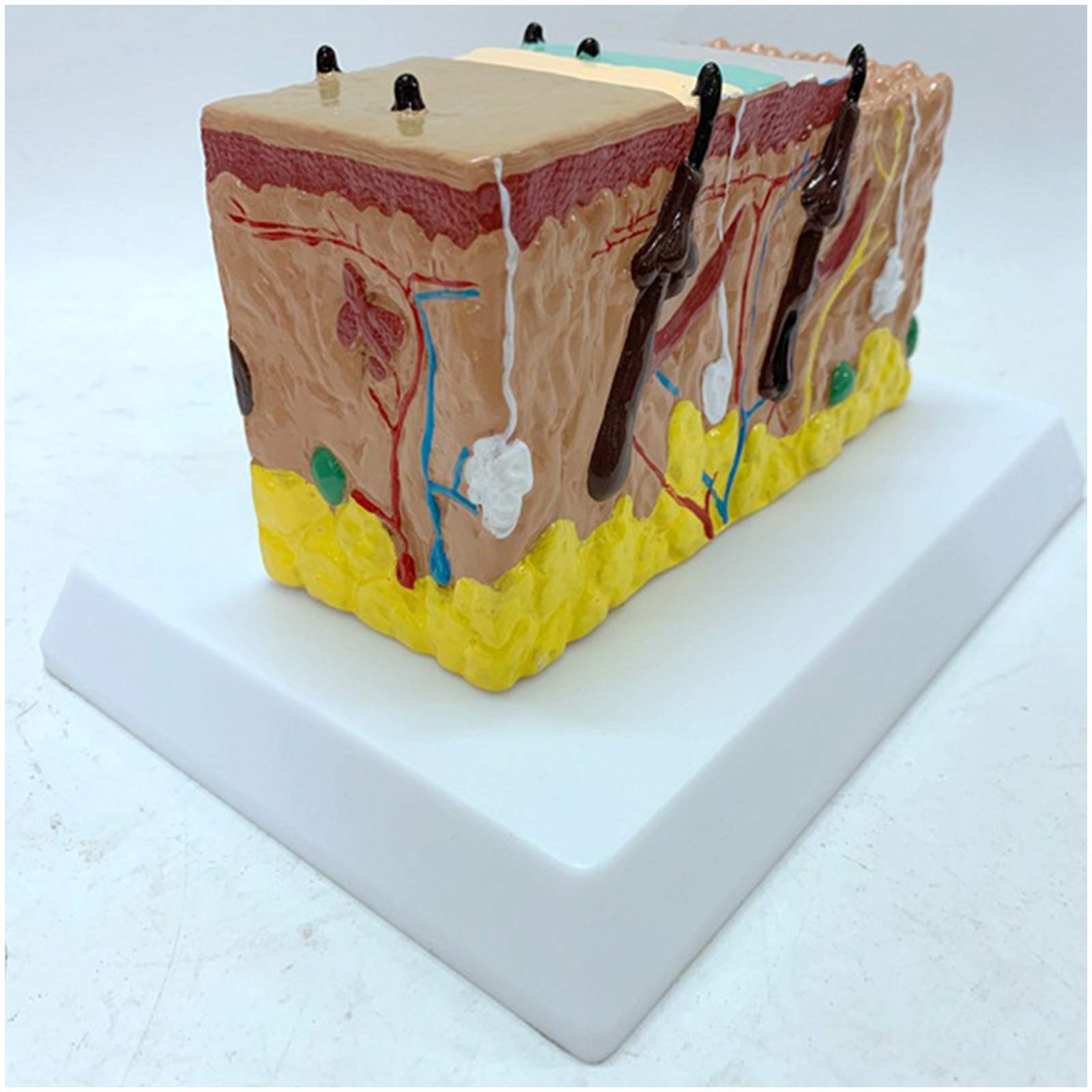 Anatomiczny Modele ludzkiej skóry,Modele przekrój skóry,Modele medyczne anatomiczny proces wzrostu włosów Modele medyczne mieszków włosowych,materiał PCW,do pokazania nauki nauki nauki