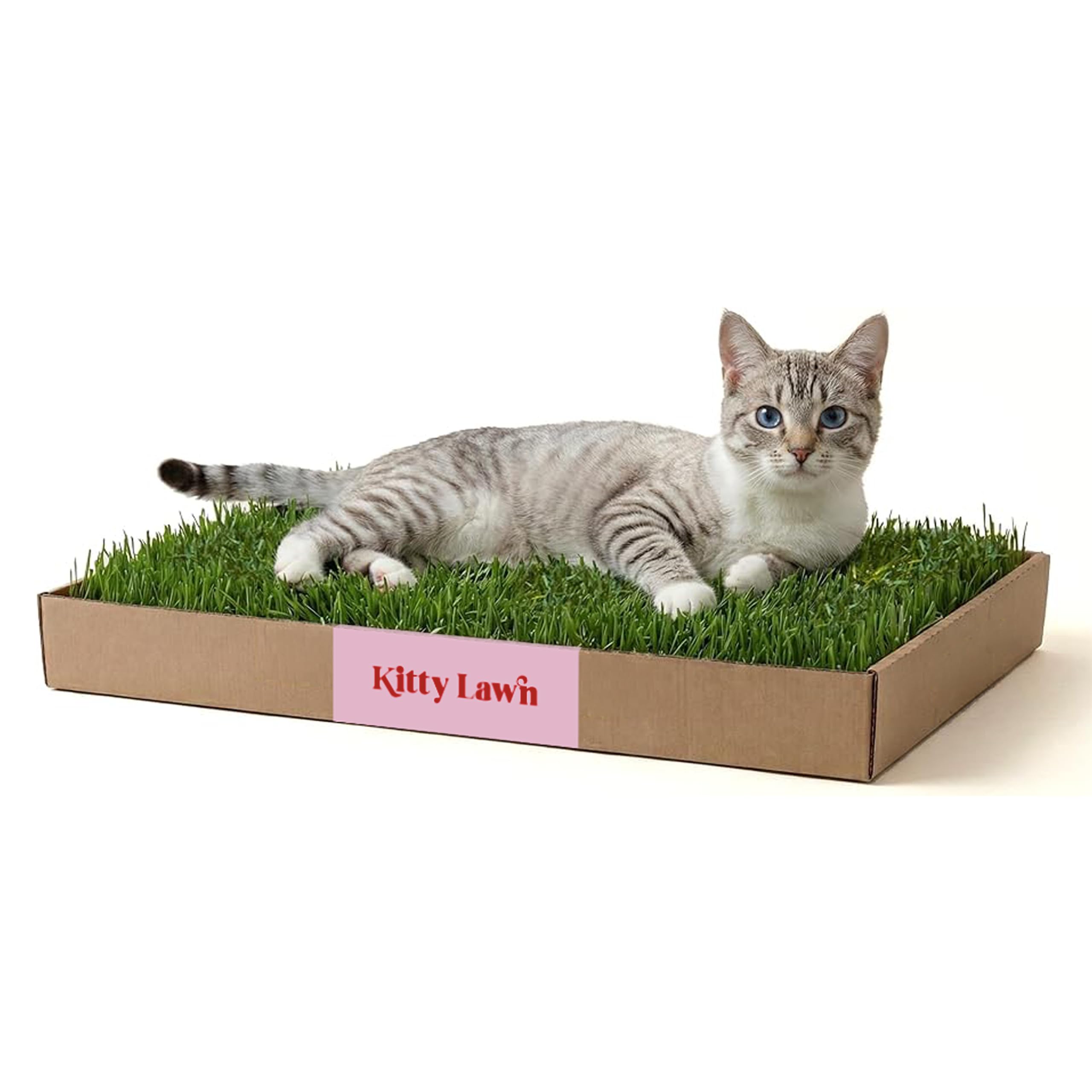 Kitty Lawn - Percha y tumbona para ventana de gato de césped real, cama de césped fresco para gatos grandes y pequeños, asiento de ventana para tomar el sol y observar aves, cultivado en Estados