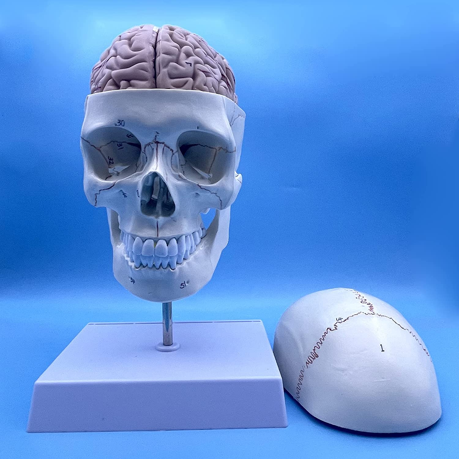 Modèle d'anatomie de vertèbre cervicale et crâne humain avec cerveau amovible pour étude