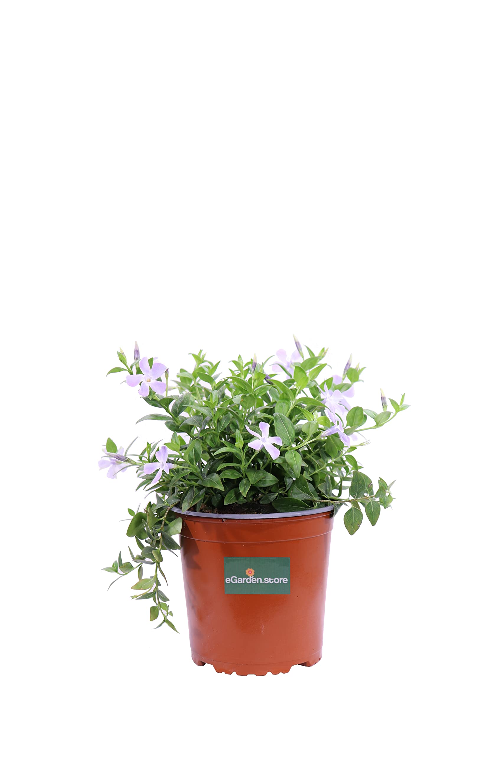 Pianta di Pervinca Maggiore Pianta di Vinca Major pianta tappezzante pianta da esterno pianta ricadente pianta ornamentale di Vinca Major venduta da eGarden.store