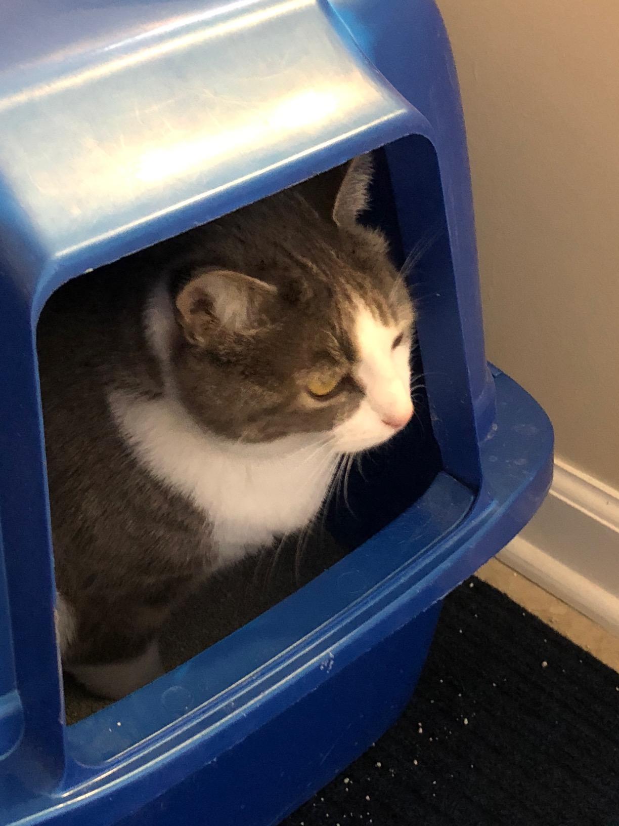 Hartz MultiCat Recycled Paper Clumping Cat Litter 9lb