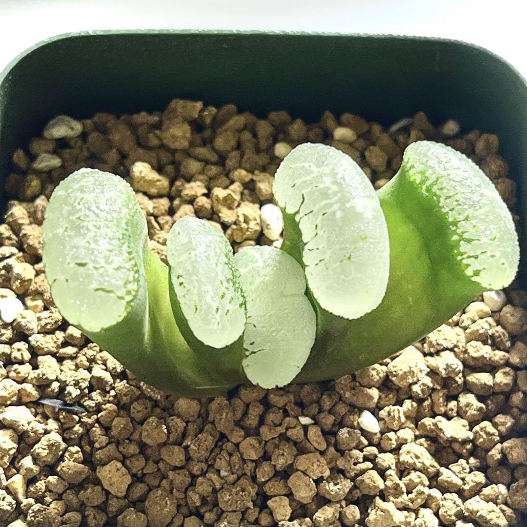 Amazon.co.jp: 玉扇の銘品多肉植物 ハオルチア 玉扇 うきも : ホーム