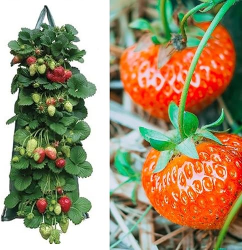 Miniatura 4 de Bolsas colgantes de fresas  Macetero de tomate para patio y jardín al revés  Bolsas colgantes de tela de aireación para fresas, resistente para