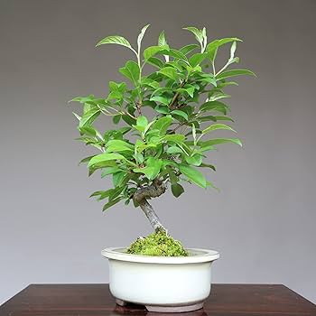 Amazon.co.jp: 『深山海棠』ミヤマカイドウ 小品盆栽【泰寿園