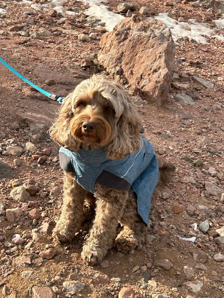 13/mo Finance Hurtta Expedition Parka, Winter Dog Coat, Bilberry, 14 in Buy Now, Pay Later