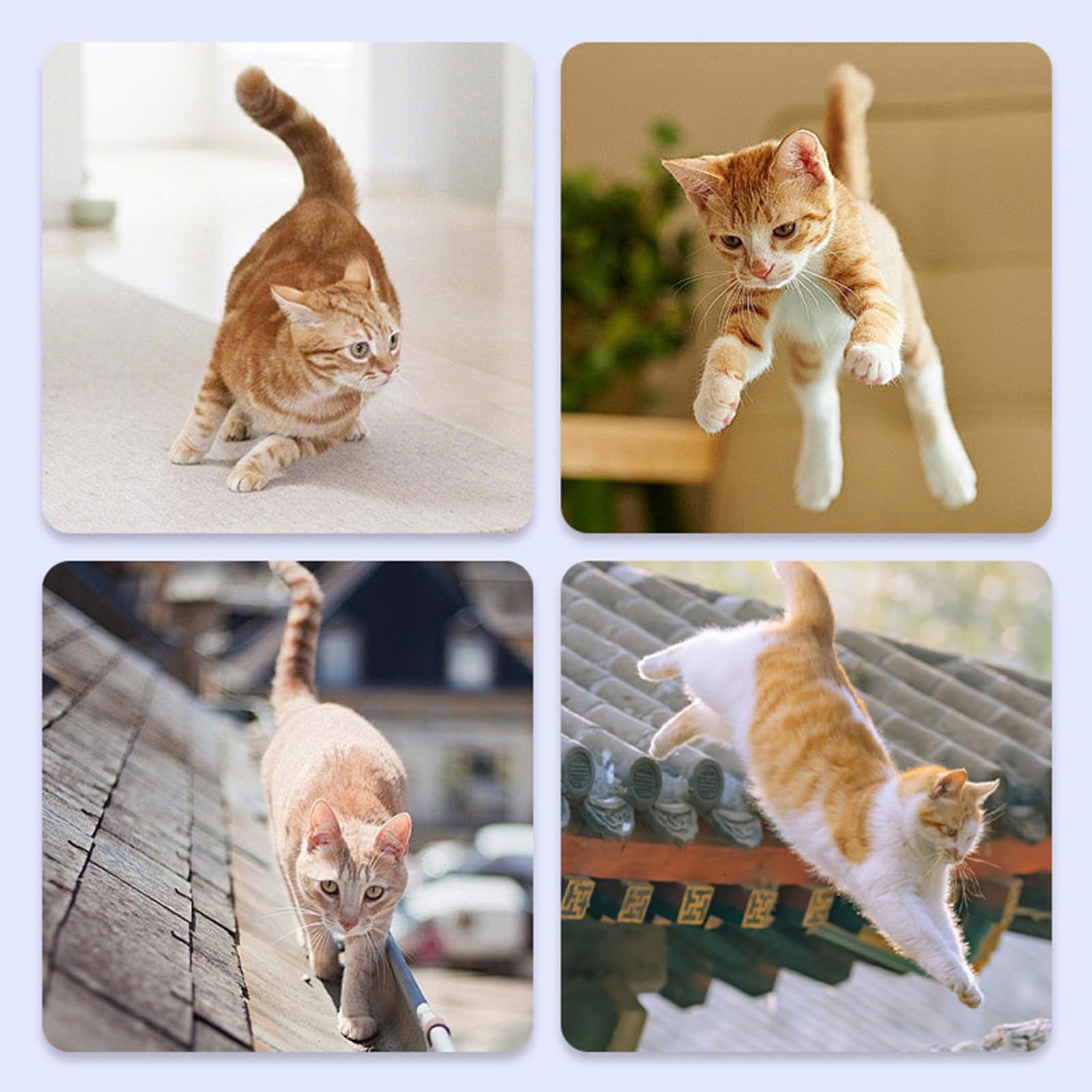 Cancello Estensibile Per Animali Domestici Schermo Di Sicurezza Porta Per