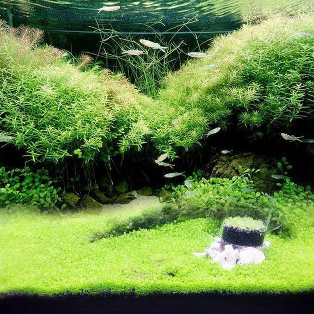 Saterkali Graines d'herbe d'eau d'aquarium, 100pcs graines d'herbe d'eau d'aquarium décor de paysage de plante hydrophile de réservoir de poissons Grosses graines poilues