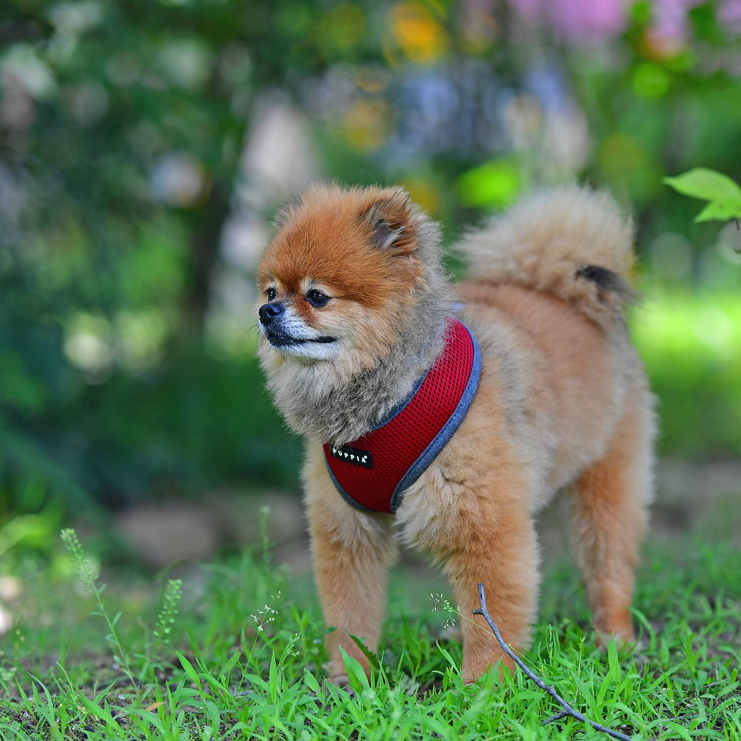 Puppia Soft Harness II - Super miękkie szelki dla psa