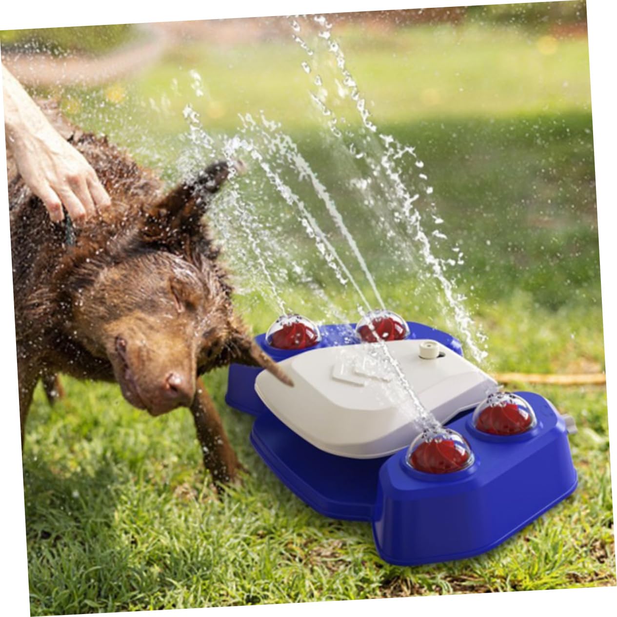 Multifunktionales Hundebadespielzeug mit Wassersprinkler aus Abs, Blau