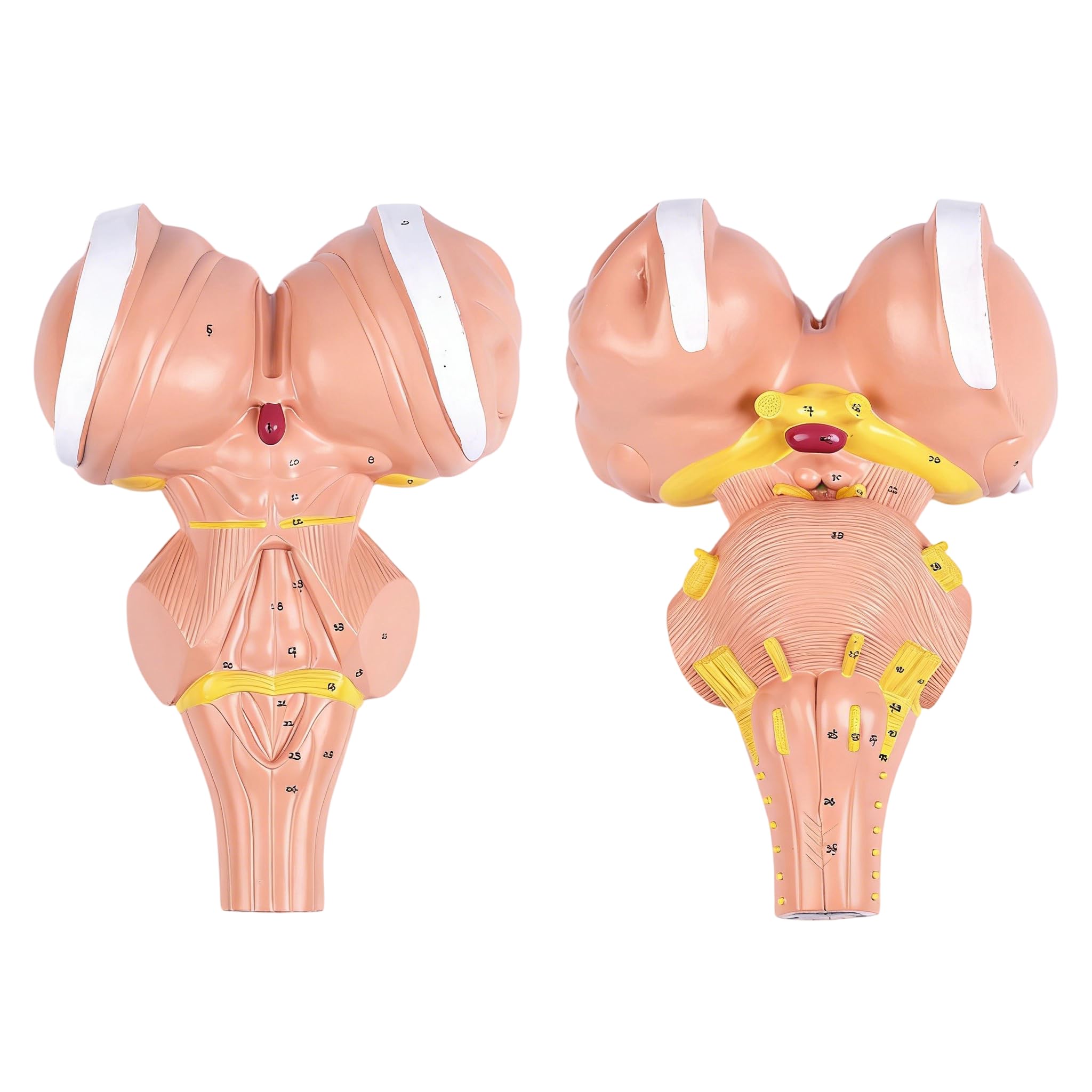 Model anatomiczny ludzkiego mózgu z PCW idealny do długotrwałego stosowania narzędzi edukacyjnych w instytucjach medycznych PVC model anatomiczny