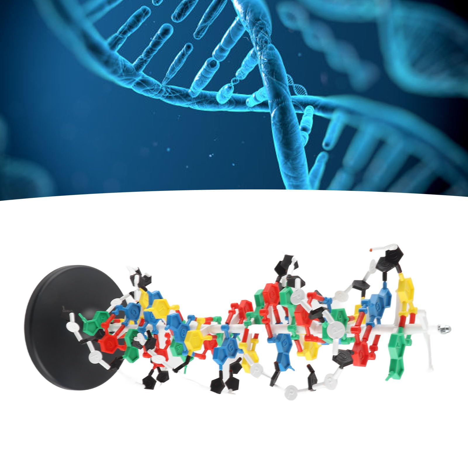 Jiawu Modello Struttura DNA, Kit Educativo Doppia