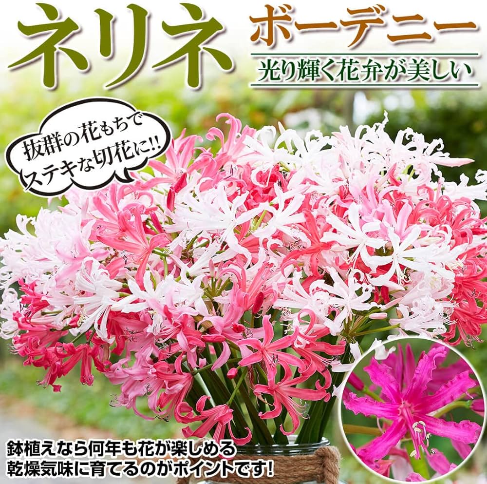ネリネ 球根 140球 45ポット Amazon.co.jp: ダイヤモンドリリー ネリネ ネリネ 球根 140球 45ポット Amazon.co.jp: ダイヤモンドリリー ネリネ