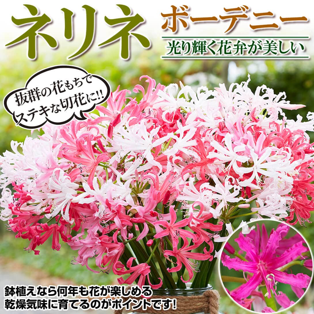 Amazon.co.jp: ネリネ 球根 ボーデニーセット 4色4球 (各1球) / ネリネ