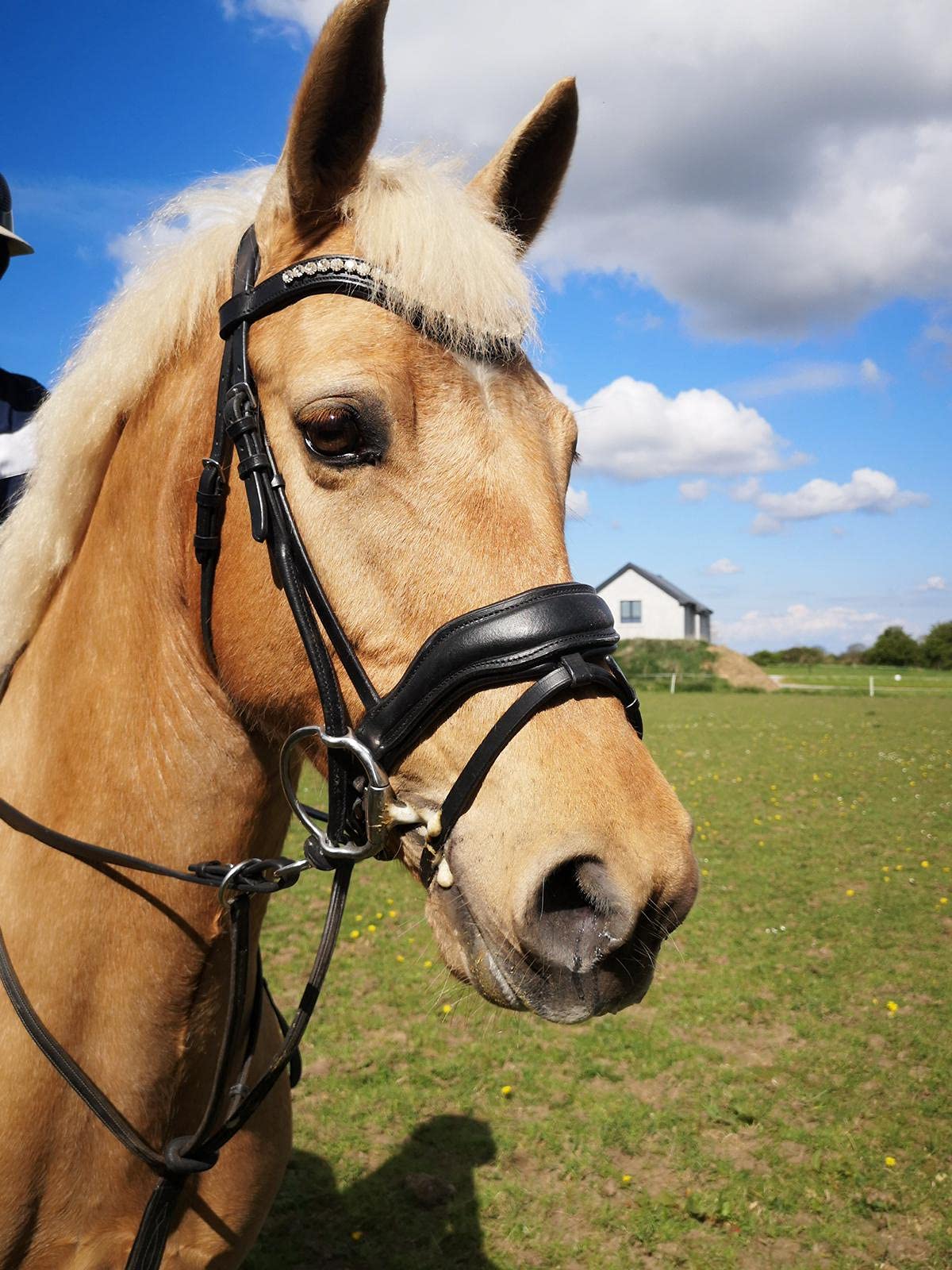 EQUIPRIDE ANATOMICAL BRIDLE ABRAM DIAMANTE BROWBAND WITH ANTI SLIP RUBBER REINS BLACK & BROWN (Brown, Cob)