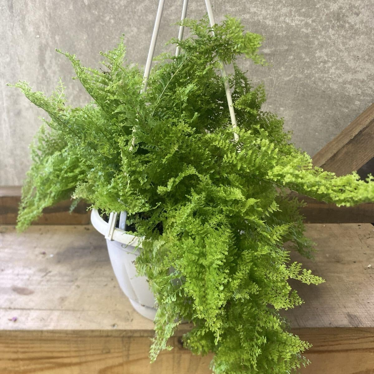 古株群生】翁玉 玉翁殿 白鳥 白星 姫春星 マミラリア 古株群生】翁玉 古株群生】翁玉 玉翁殿 白鳥 白星 姫春星 マミラリア 古株群生】翁玉