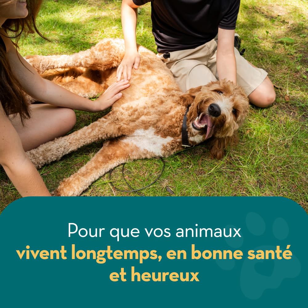 Shampooing Antipuces 100% Naturel | Citronnelle | Le Meilleur Traitement pour Chiens & Chats | Formule Efficace & sans Danger | Tue et Combat Les Puces Tiques & Poux