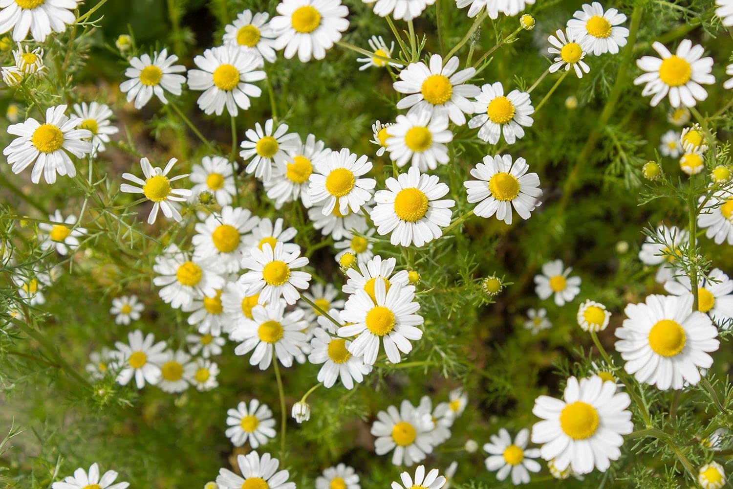 LIVE GREEN Herb Seeds | Chamomile Medicinal Plant Seeds For Planting in Home Garden (20 Seeds Pack), multi-color (LG-HBRD-FL1797) (B09BV5CHRP) Amazon Price History, Amazon Price Tracker