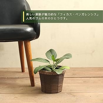 フィカス　ベンガレンシス5 観葉 フィカス曲がり ベンガレンシス 5号 | 新鮮お花問屋 Jp