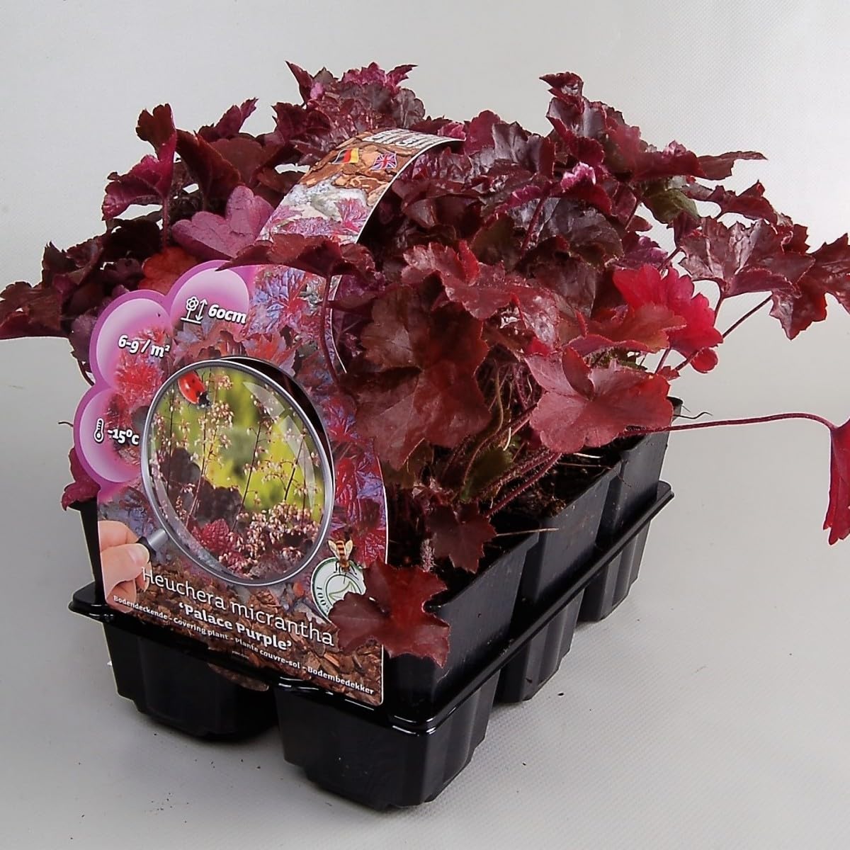 3xHeuchera micrantha - Heuchera sanguinea ‘Palace Purple’ - Garden Plants in 9 cm pots