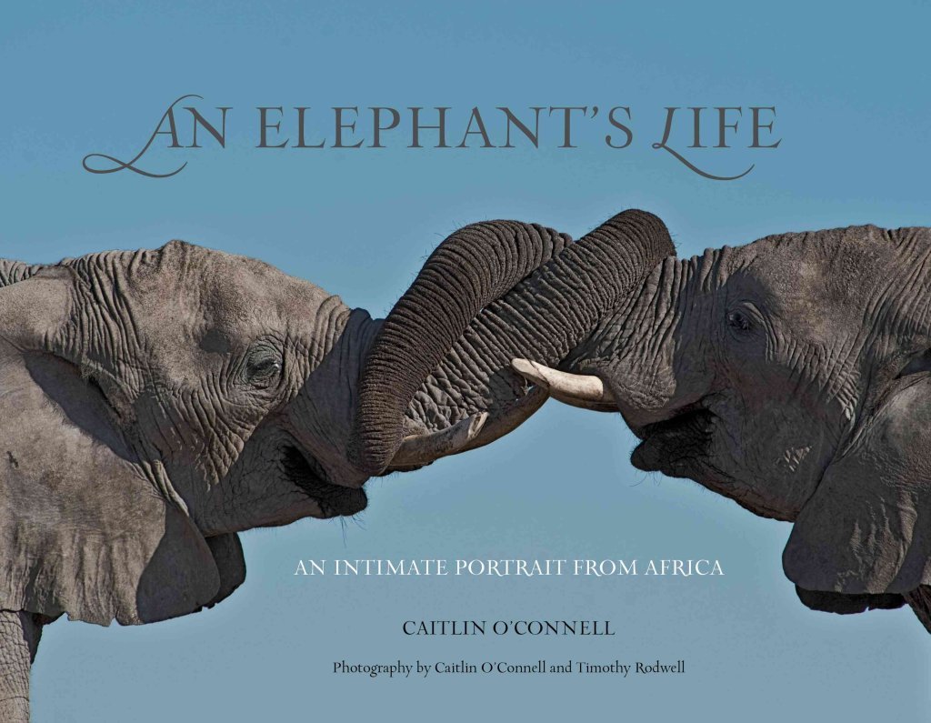 Elephant's Life: An Intimate Portrait From Africa: O'connell, Caitlin ...