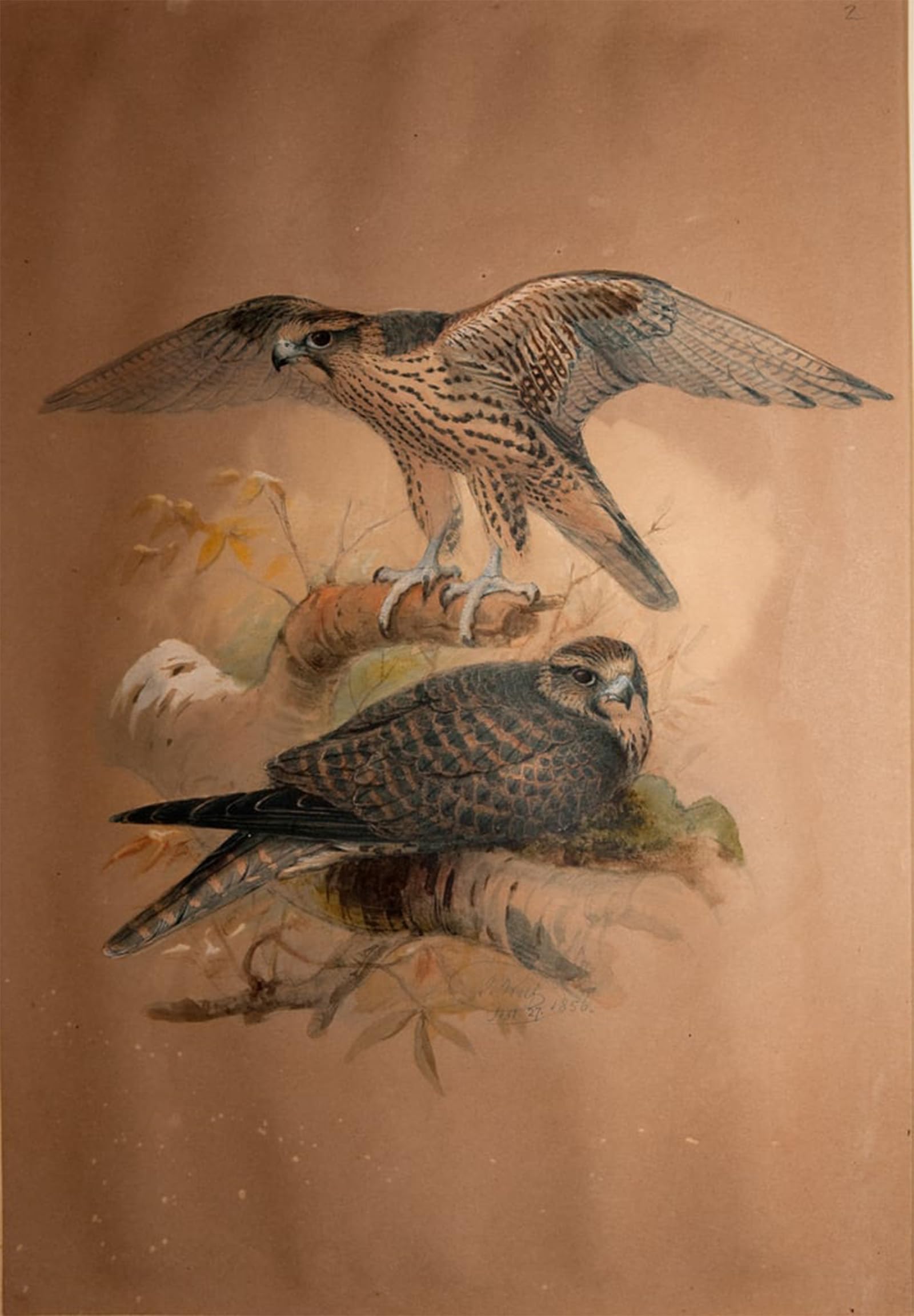 POSTERIIk Famous Modern Artwork Art Mural Lanner Falcon by Wolf Oil Paintings Pictures for Home Decor 60x90cm