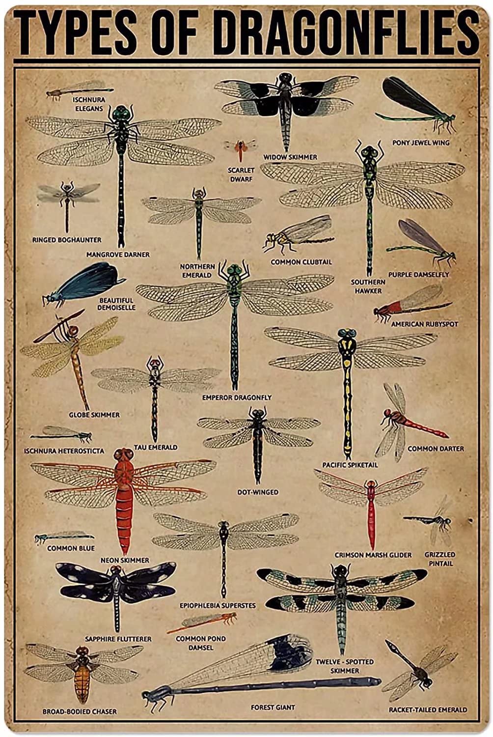 Tin Sign Types Of Dragonflies Nostalgic Tin Signs Funny Poster Art Wall Decor for Pub Bar Vintage Wall Stickers 8x12 Inch