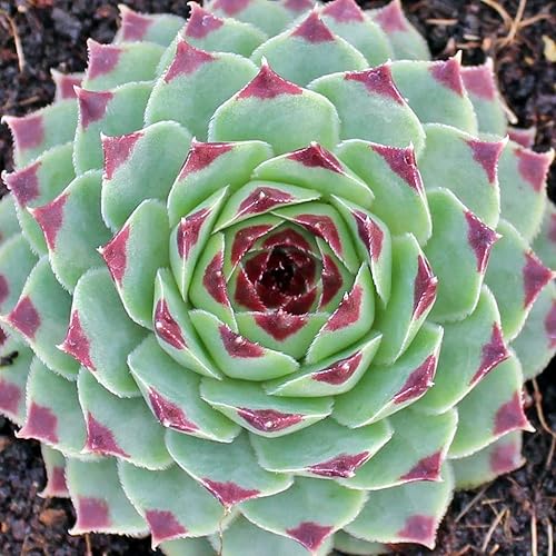 Miniatura 9 de Sempervivum Calcareum - Planta suculenta saludable Sempervivum Live de fácil cuidado para interiores, totalmente enraizada en tamaños de 246 pulgadas
