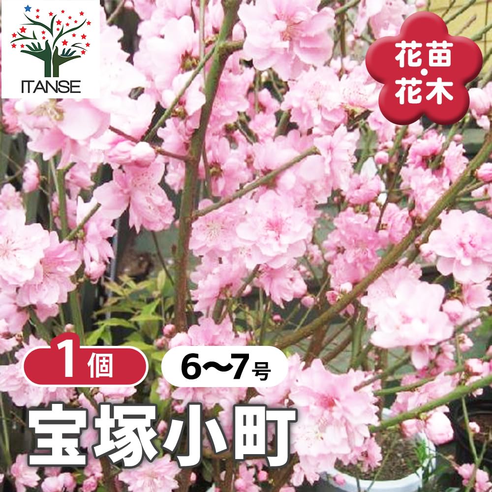 Amazon.co.jp: ITANSE 花桃の苗木 宝塚小町 (八重咲ピンク花) 6