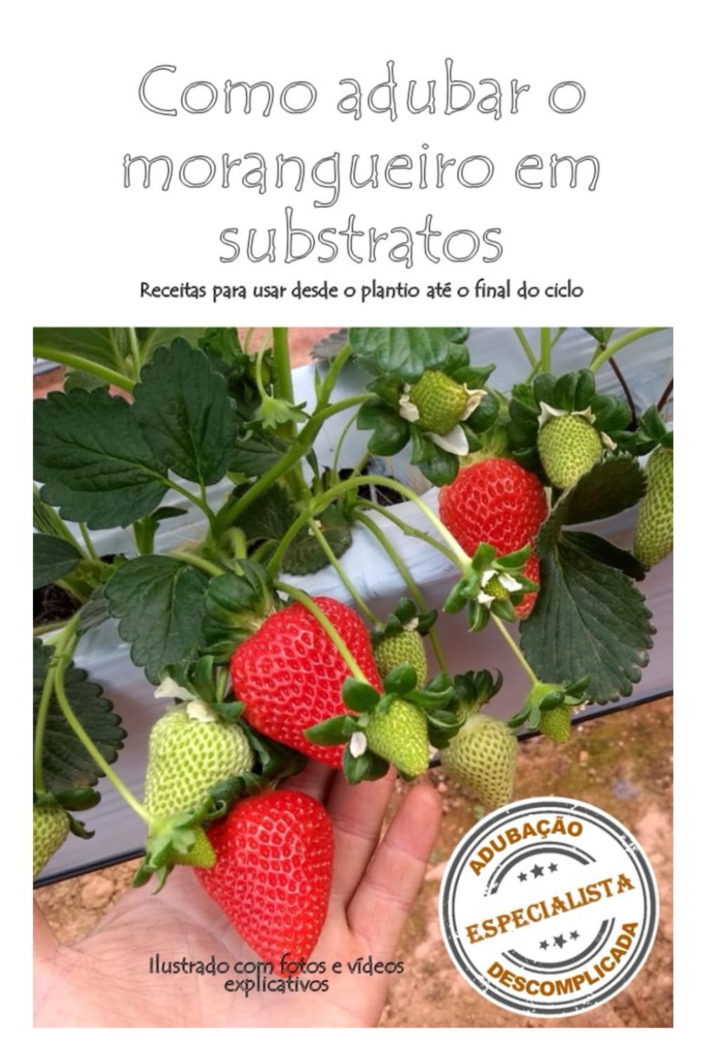 Como Adubar o morangueiro cultivado em substrato: Receitas para usar desde o plantio até o final do ciclo