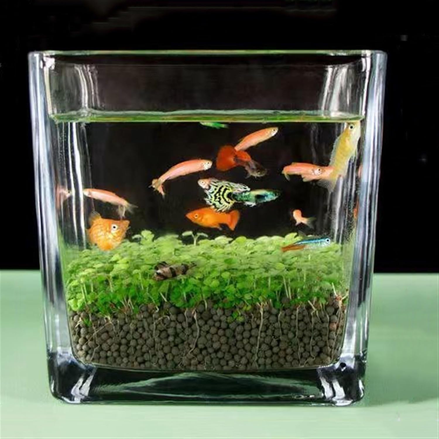 Decor Fish Tank Thickened Glass Transparent Fish Tank Water Plant Seeds Micro Landscape Ornaments Home Desktop Water Plant Mud Ecological Tank Starter(Medium)