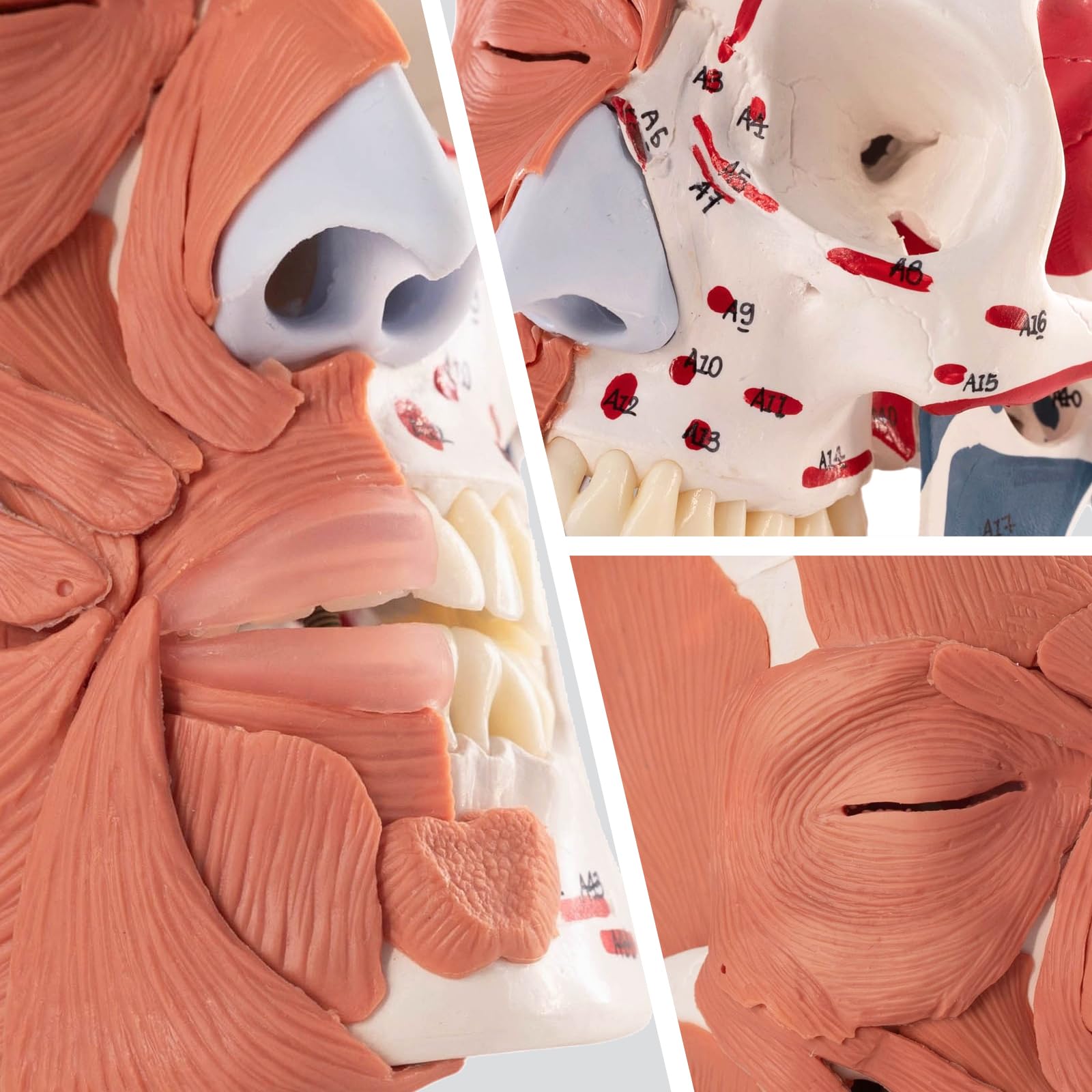 EVOTECH SCIENTIFIC Modello del cranio umano con mezzo muscoli facciali, mezzo cranio e mezzo muscoli