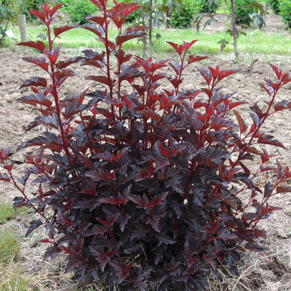 Physocarpus opulifolius All Black - Compact Shrub, Rich Black-Purple Foliage, Stunning Autumn Colour, Pollinator-Friendly, Ideal for Small Gardens & Containers, 1 x 3 Litre Pot by Thompson and Morgan