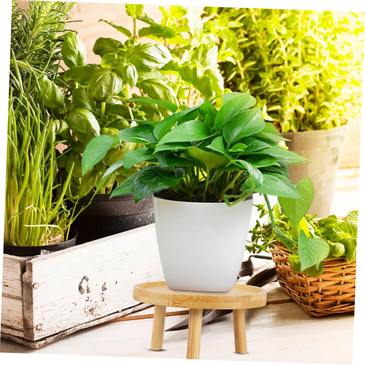 BESPORTBLE 5pcs Wooden Pedestal Plant Stand for Indoor Home Decor Boho Flower Vase Holder Bonsai Pot Stand Rustic Planter Holder