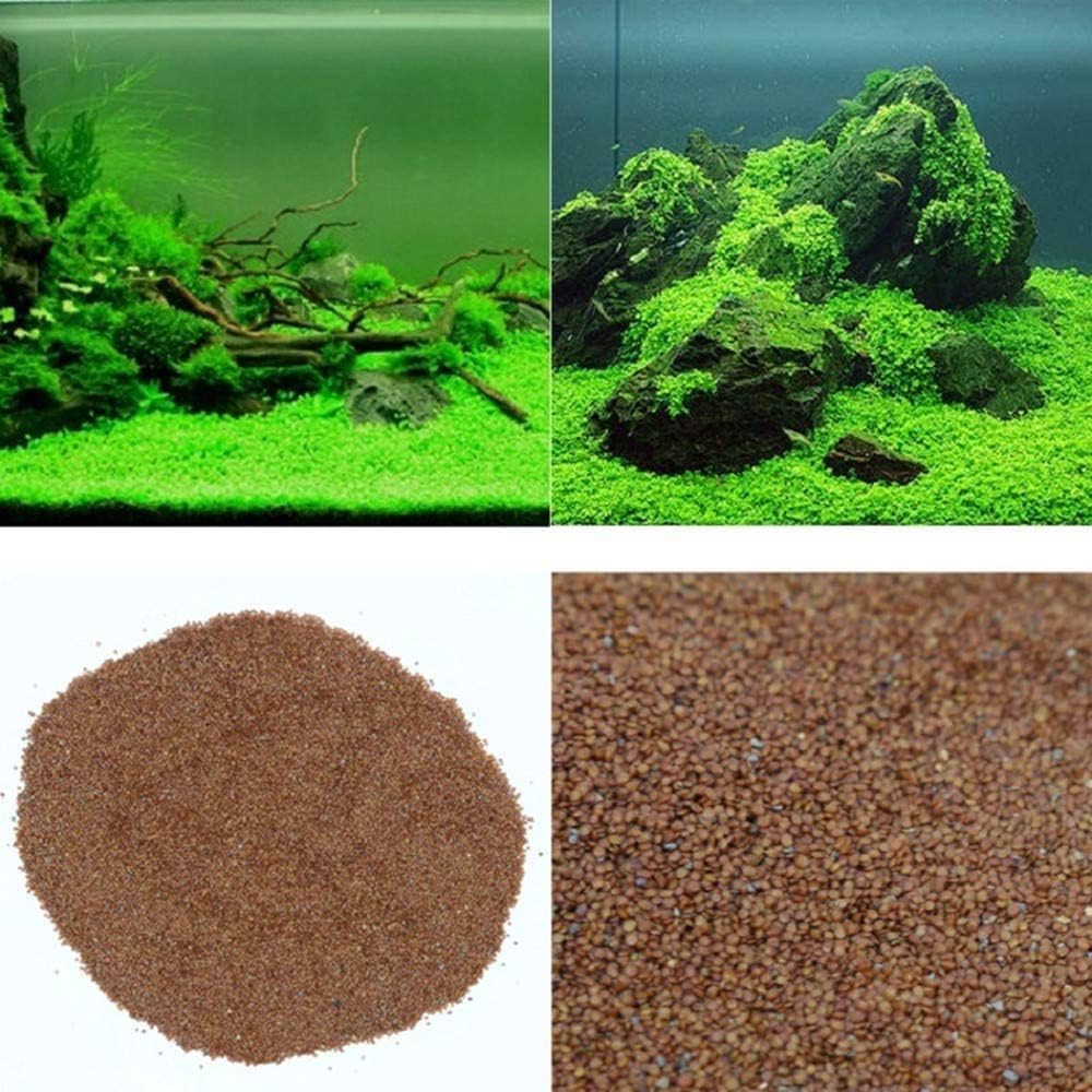 Live Aquarium Plant Seeds - VAYINATO Decoration Carpet -3