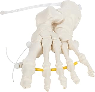 Axis Scientific Skeletal Foot | Left | Loosely Threaded and Fully Articulated Flexible Foot Skeleton is Secured with Nylon Cord Can be Expanded | Includes Product Manual