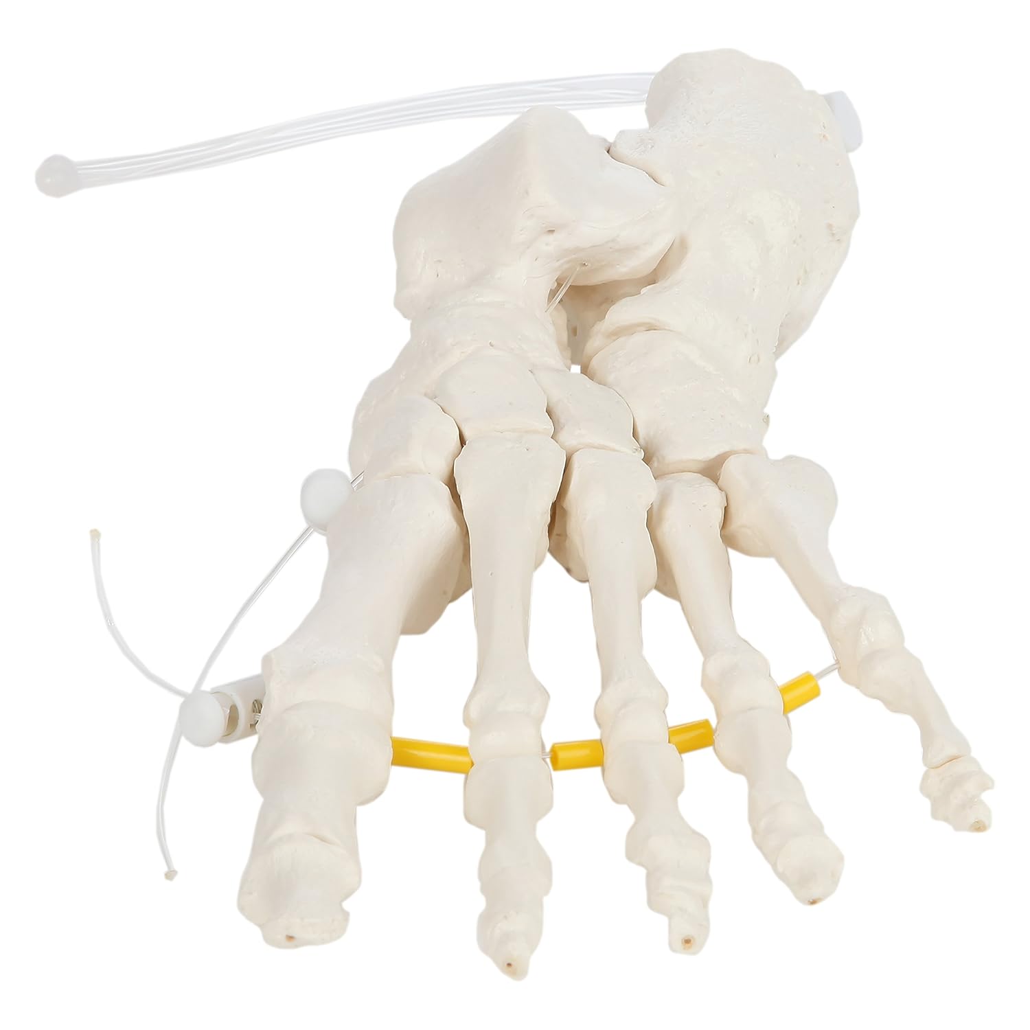 Axis Scientific Skeletal Foot | Left | Loosely Threaded and Fully Articulated Flexible Foot Skeleton is Secured with Nylon Cord Can be Expanded | Includes Product Manual