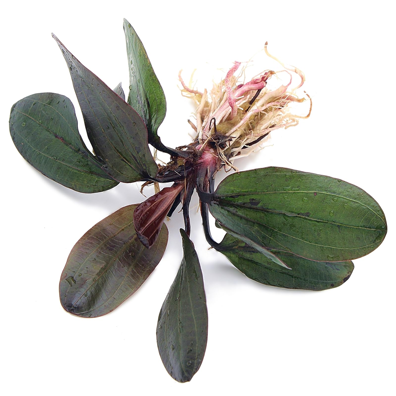 K2AQUA Echinodorus Hadi Red Pearl Amazon Sword Live Aquarium Plant Broad Green Red Leaves Easy Care Low Maintenance Foreground Midground Freshwater Tank Natural Decoration Beginner Friendly