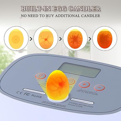 Miniatura 6 de Incubadora para incubar huevos, 24-50 huevos Máquina automática para criar aves de corral con control de humedad, torneado de huevos, vela de